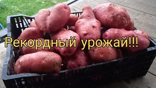 Рекордный урожай картофеля Уника! Получилось ли выкопать ведро с куста?