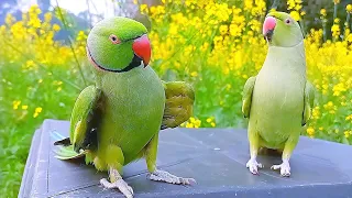 Funniest Parrots Best Compilation