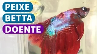 Peixe Betta Doente (VEJA O QUE FAZER)