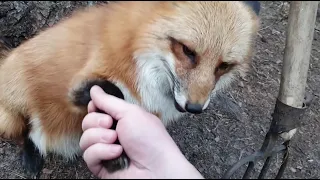 Alice the fox. Results of switching a fox to another food.