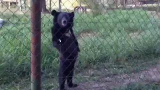 Медведь патрулирует Границу