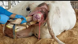 Hf baby birth with help | how to manage cow delivery | Dystocia