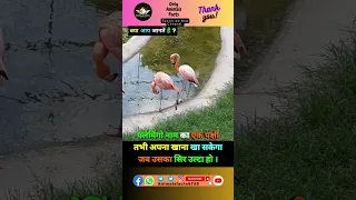 फ्लेमिंगो बर्ड के बारे में रोचक तथ्य🥶🐦#shorts #viral #facts #birds #flemingo #trending #ytshort 🔥🔥