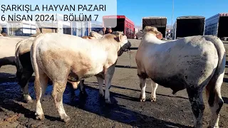 ŞARKIŞLA HAYVAN PAZARI BÜYÜKBAŞ BÖLÜM 7 / 6 NİSAN 2024