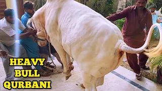 FIRST COW QURBANI OF BAKRA EID at Cattle Market Karachi