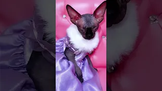 кошка Сфинкс снимает видео в tik tok