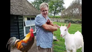 Rooster and goat saved hen from hawk. Коза и петух спасают курицу.