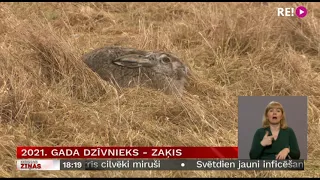 2021. gada dzīvnieks - zaķis