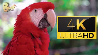 Macaw Parrots in Nature Compilation 4K UHD With Soothing Music