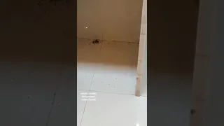 Никогда не убивайте пауков