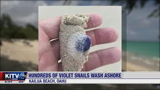 Hundreds of creatures washed up on Kailua Beach this week stumping some beachgoers.