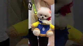 cute and funny pomeranian/doge/ 😍😍cute pomeranian puppies video N212#shorts