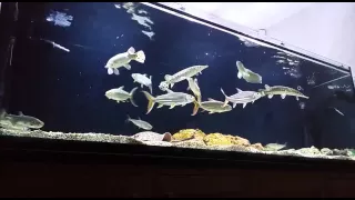 African TigerFish - Hydrocynus Vittatus & Goliath - Hikari pellet feeding [HD]