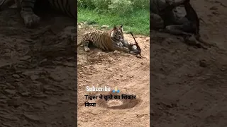 Tiger killed dog at zone 2 Ranthambore National Park, Tiger attack dog #Shorts