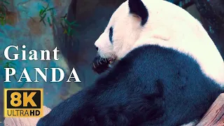 8K ANIMAL UHD -Close-up Giant Panda and Red Panda in Nature (60FPS)