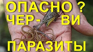 Опасно? Ужасные  черви – паразиты !