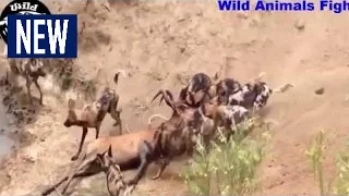 Гиены живьем поедают кабана.Слабо нервным не смотреть!!!!! борьба животных