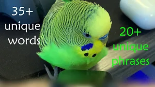 Budgerigar (parakeet) has friendly conversation with Apple Watch [English, captioned]