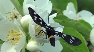Есть красивые бабочки маленькие бабочки и что едят бабочки в природе