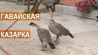 Гавайская казарка в птичьем паре Сергея Абрамова