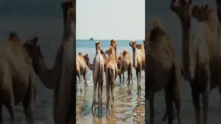 Camel bellow sound