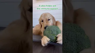 Did you know this about broccoli?! #asmr #asmrsounds #doglover #dog #goldenretriever