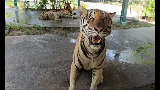 Bengal Tiger attack,Tiger Park Pattaya, Angry tiger roars, Tiger Mums, Tiger attack