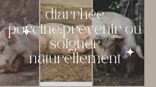 comment soigner ou prévenir la diarrhée chez vos porcs et porcelets(astuces 100%bio)