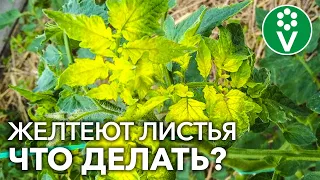 ЖЕЛТЕЮТ ЛИСТЬЯ У ТОМАТОВ? Главная причина и простое решение проблемы