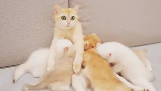 Skinny Mom Cat Looks Like a Stray Cat Because Her 6 Kittens Keep Suckling All The Time