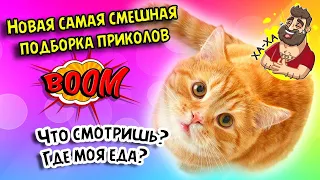 Самые смешные животные / Приколы с котами и собаками 2022 #37    #приколы2022 #юмор  #животные