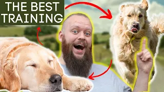 Dog Training That Will Tire Out Your Dog In Seconds