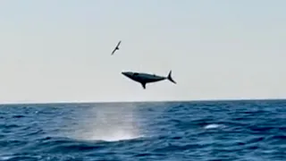 Mako Shark Fishing Sydney Australia - Sharks can fly!!!!!