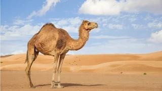 Amazing Facts About Camels