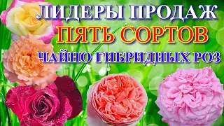 Лидеры продаж. Пять сортов чайно гибридных роз.