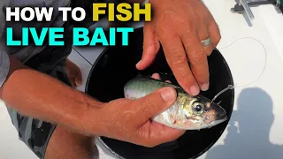 How to Fish Live Bait | Yellowtail Tips