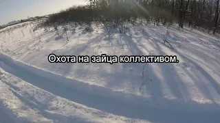 Охота на зайца коллективом.