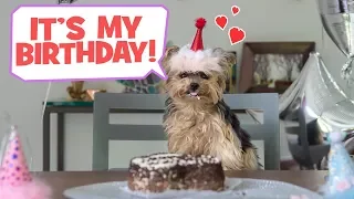 Throwing My Dog A Birthday Party - DIY