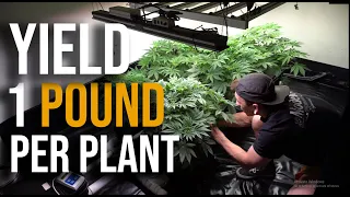 Increasing Yields - 3 Easy Ways - How to Grow Weed From Home