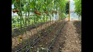 Pruning Tomatoes & Cucumbers