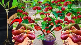 the best method for propagating rose apple trees from scratch to fruition-growing fruits.