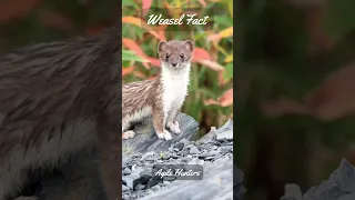 3 Weasel Facts - Wild Wonders: The Secret Lives of Weasels