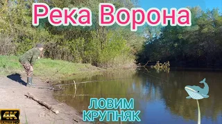 Река Ворона ловим крупняк.