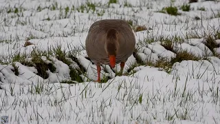 Greylag goose,Grågås,Серый гусь,L'oie cendrée,Grauwe gans,Graugans,Ánsar común,Oca selvatica,Boz kaz