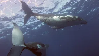 Whale Dance Танец с китами