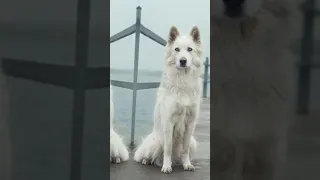 YAKUTIAN LAIKA IN DROPS ❣️ | GREEN SKY | #shorts #greensky #shortvideo #transactions #dog