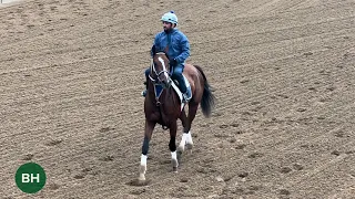 Mystik Dan Confirmed for 2024 Preakness Stakes: Final Gallop at Churchill Downs Before He Leaves