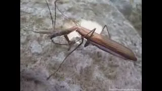 Богомол! Красивое насекомое. Mantis beautiful insect!