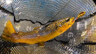 Trout Fishing in Minnesota at South Branch Root River - Fillmore County