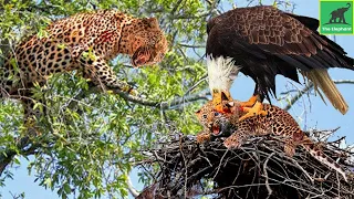 35 Moments Eagle Attacked Cub Before Mother Leopard Arrived, What Happens Next ? | Animal - Fights